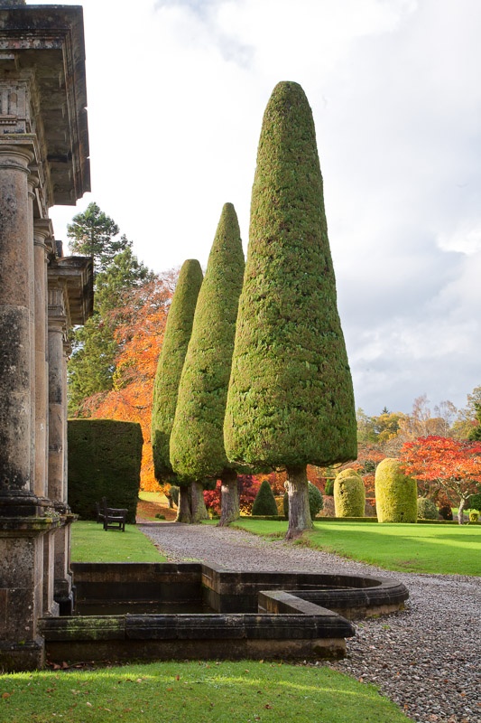Magnificent Topiary Trees